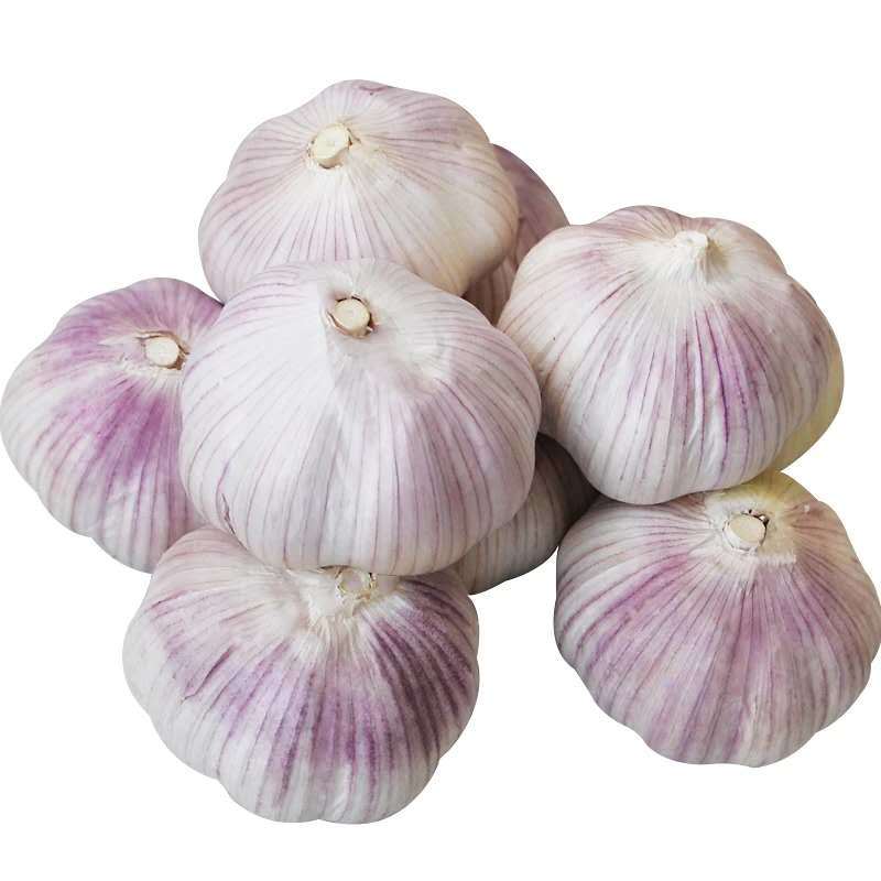 Garlic - large - Organic Ontario
